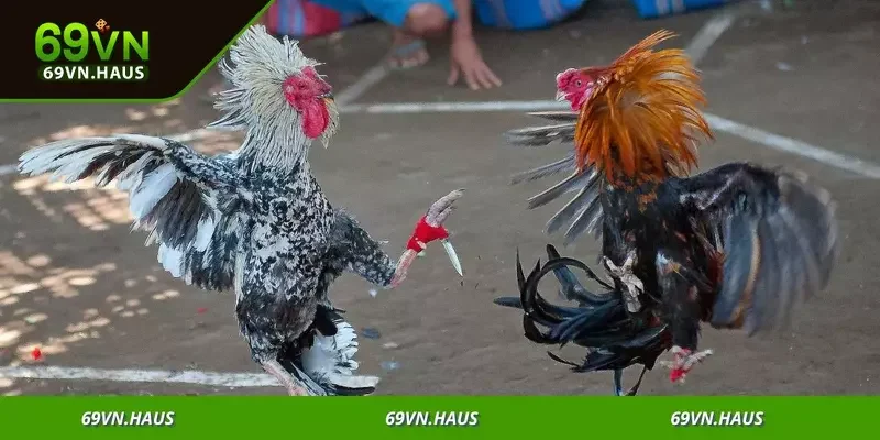 Cơ hội nhận thưởng khủng, từ tiền mặt đến quà tặng độc quyền