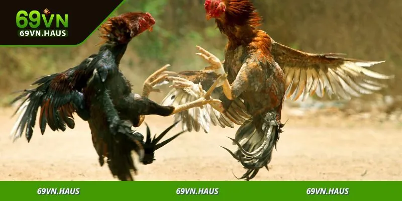 Đá gà 69vn 3 Đá gà trực tuyến mở ra cơ hội để bạn sống trọn với đam mê