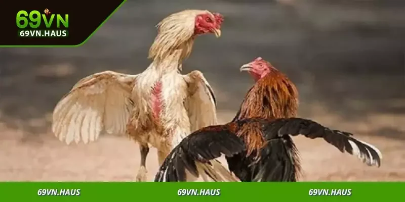 Khám phá các hình thức cược đa dạng, từ cơ bản đến nâng cao, đầy lôi cuốn