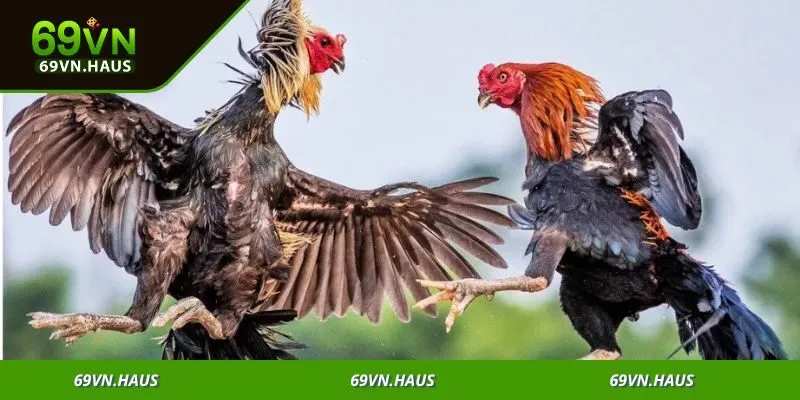 Đá gà 69vn 2 Nhà cái đảm bảo tính minh bạch, tạo niềm tin tuyệt đối cho người chơi