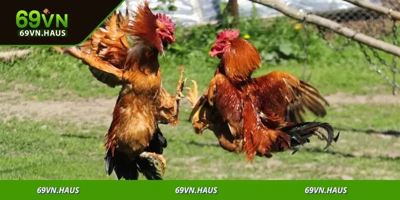 Tham gia ngay để tận hưởng sân chơi cược kịch tính không giới hạn