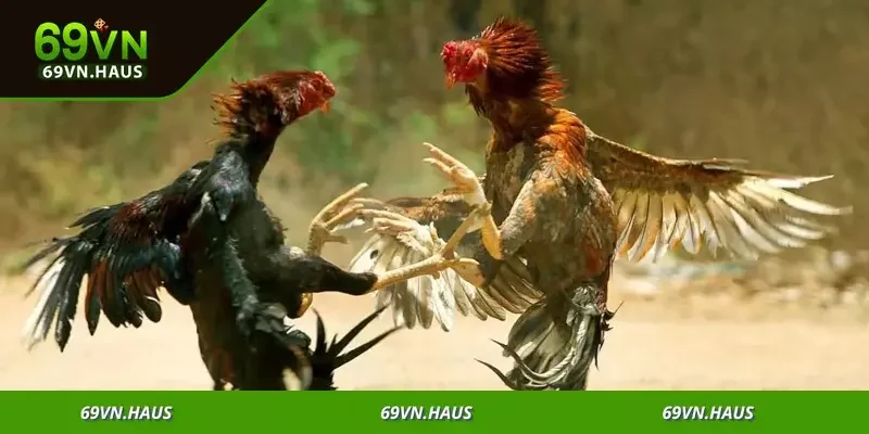 Tham gia ngay để tận hưởng sân chơi cược sôi động không giới hạn