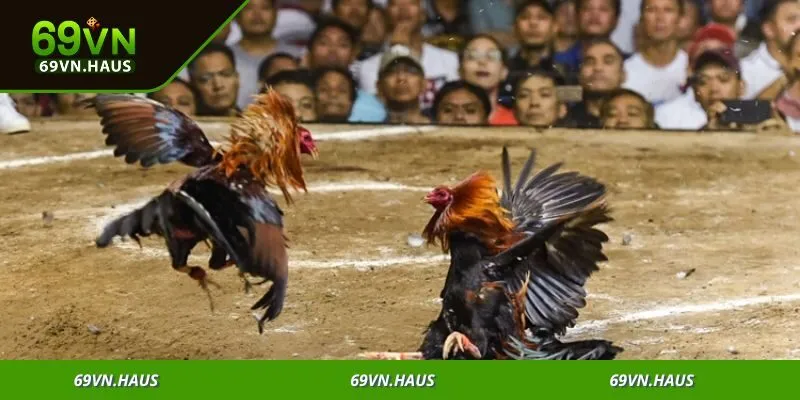 Đá gà 69vn 1 Trận đấu đá gà trực tuyến mang đến trải nghiệm sống động, không thể bỏ lỡ